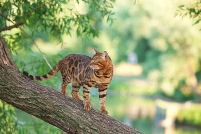 best food for bengal cats