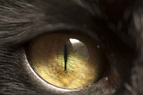 félelmetes macska szeme