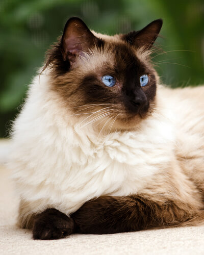 Most popular Himalayan Cat Names For Male & Female Cats