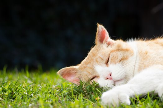 Orange Tabby Cats: Facts, Lifespan & Intelligence