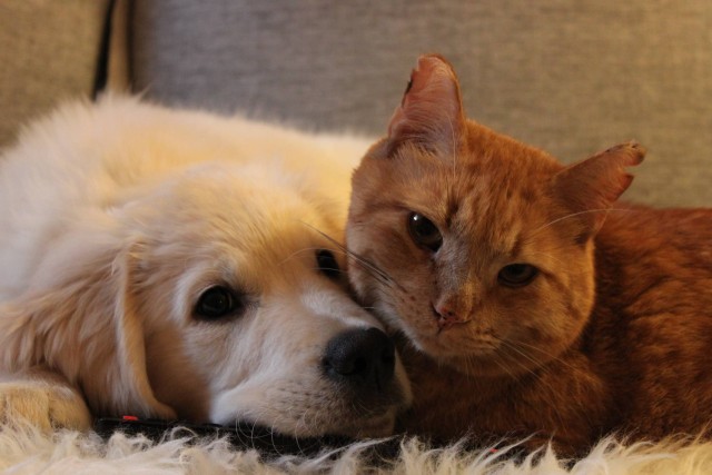cats and dogs friendships