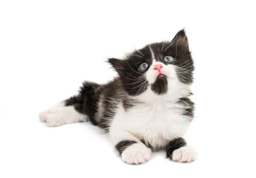 All About Tuxedo Cats Facts Lifespan And Intelligence,Poison Ivy Leaf Identification