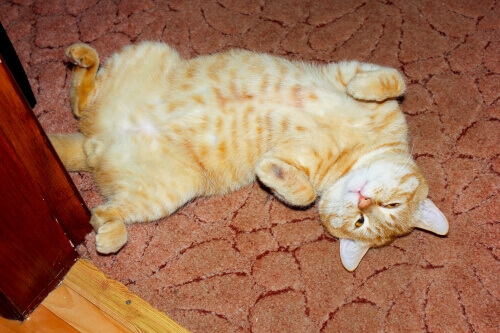 Average lifespan of a male orange tabby cat