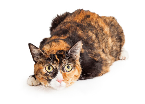 famous calico cats