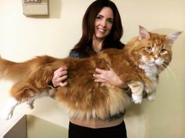 biggest domestic cat