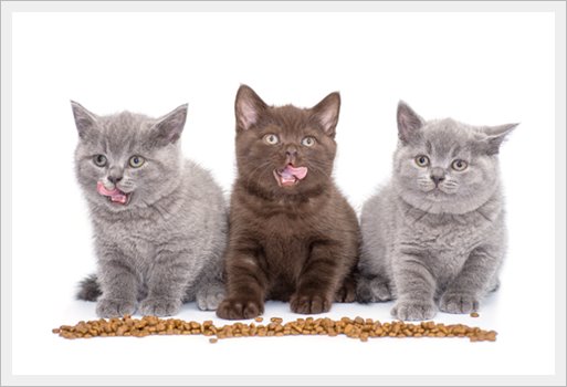 British Shorthair Cats dry food