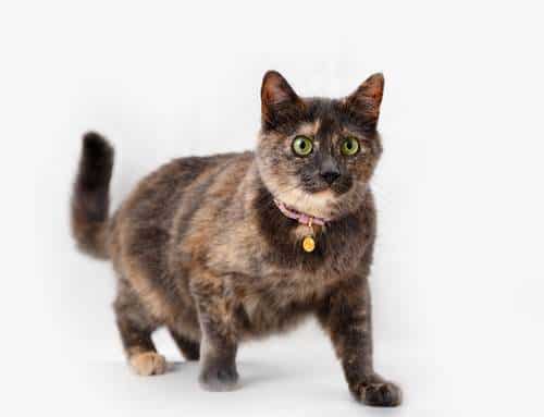 Tortoiseshell Cats Facts Lifespan And Pictures We Re All About Cats,Behr Paint Colors Gray