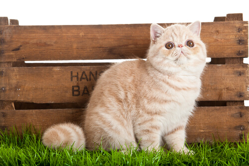 exotic shorthair care