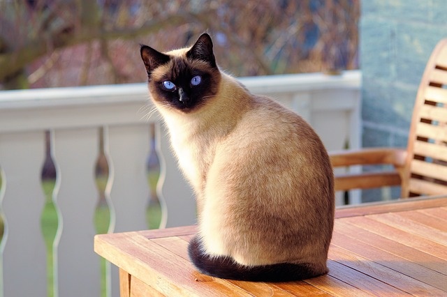 Best 4 Cat Breeds With Short Hair To Pet
