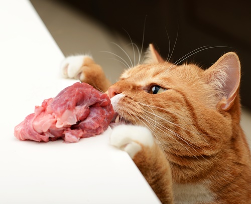 commercial raw food diet for cats