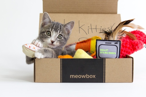 Best Cat Subscription Boxes Of 2020 Reviews & Ratings