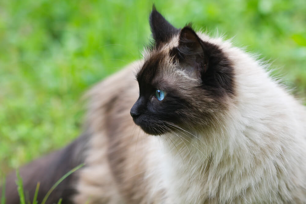 55 Cool and Clever Names for Siamese Cats