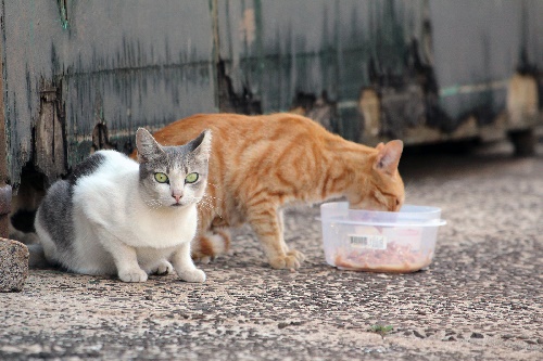 Neighborhood Cats 1