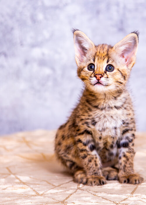 Try These 50 Unique and Interesting Names for Savannah Cats All About