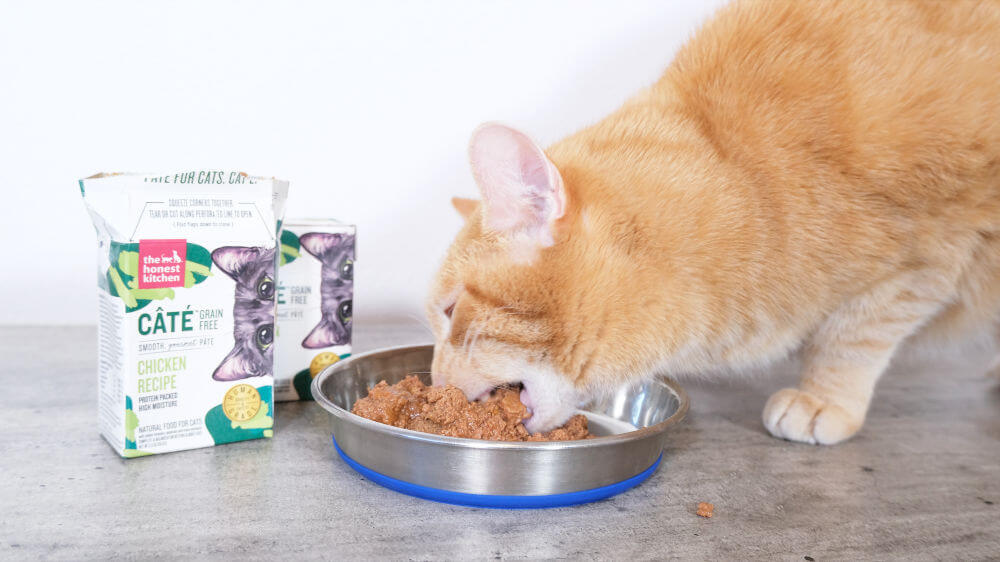 Wessie eating The Honest Kitchen cat food