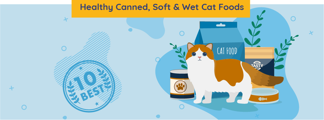 12 Best Healthy Canned Soft Wet Cat Food 2020 Unbiased Review,Coin Dealers Near Me Open