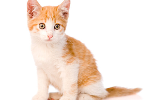 light orange kitten