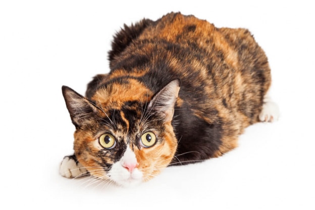 Calico Cats→ Genetics, Personality, Lifespan And Intelligence | All