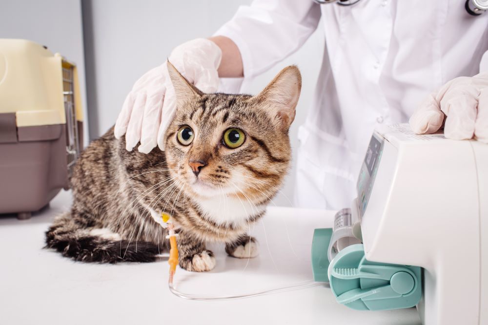 Feline Distemper AKA Feline Panleukopenia Virus in Cats All About Cats