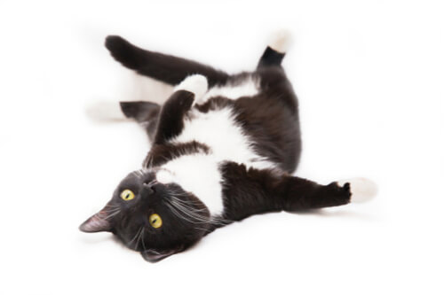 130 Black And White Cat Names We Re All About Cats