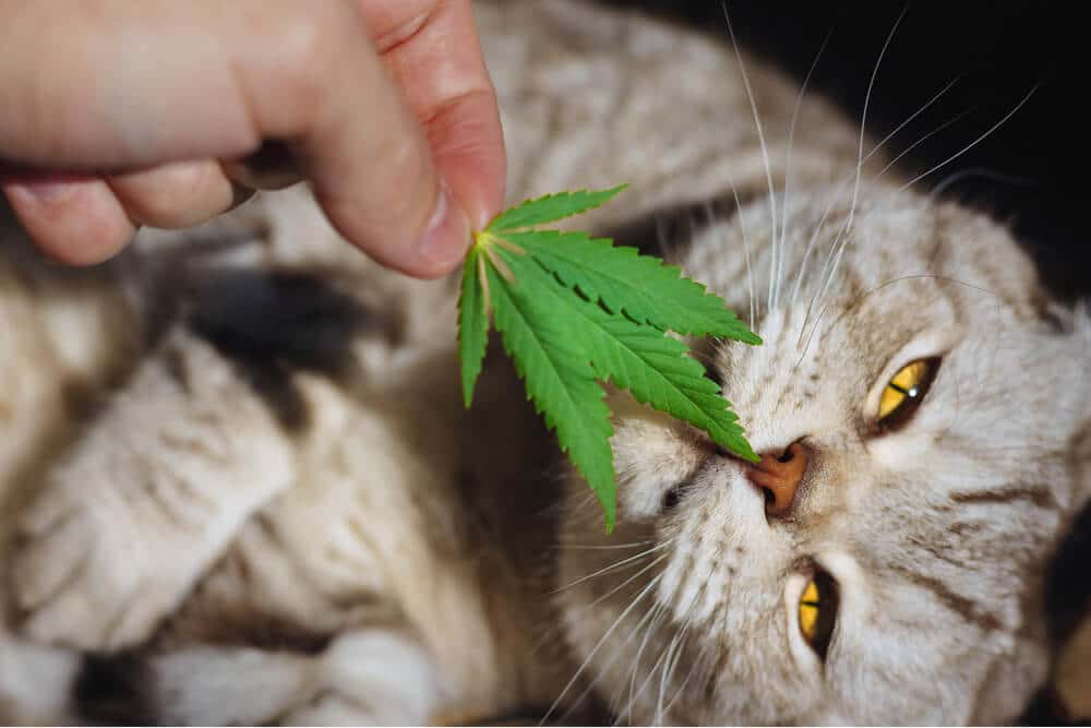 Cat sniffing a cannabis leaf
