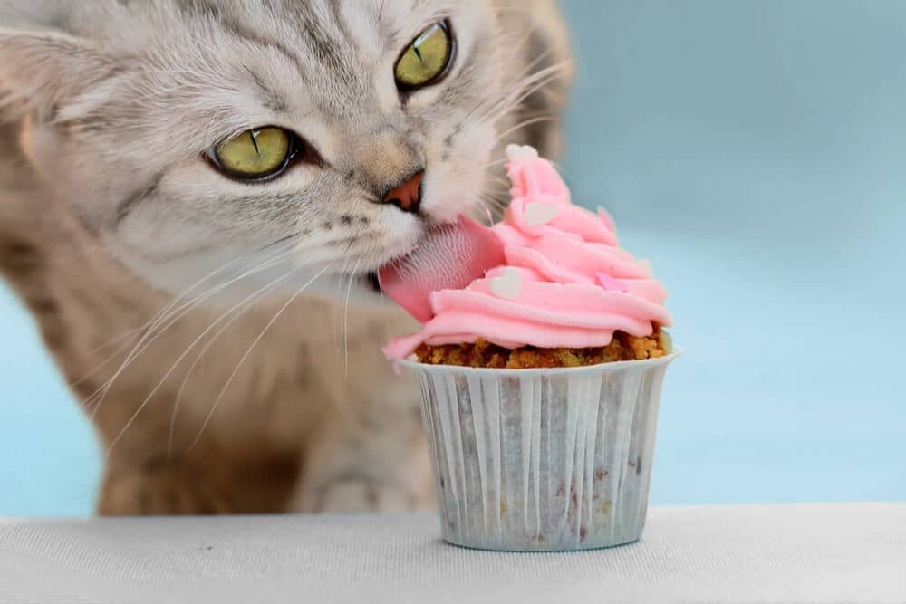 Chat tigré léchant le glaçage rose sur un petit gâteau