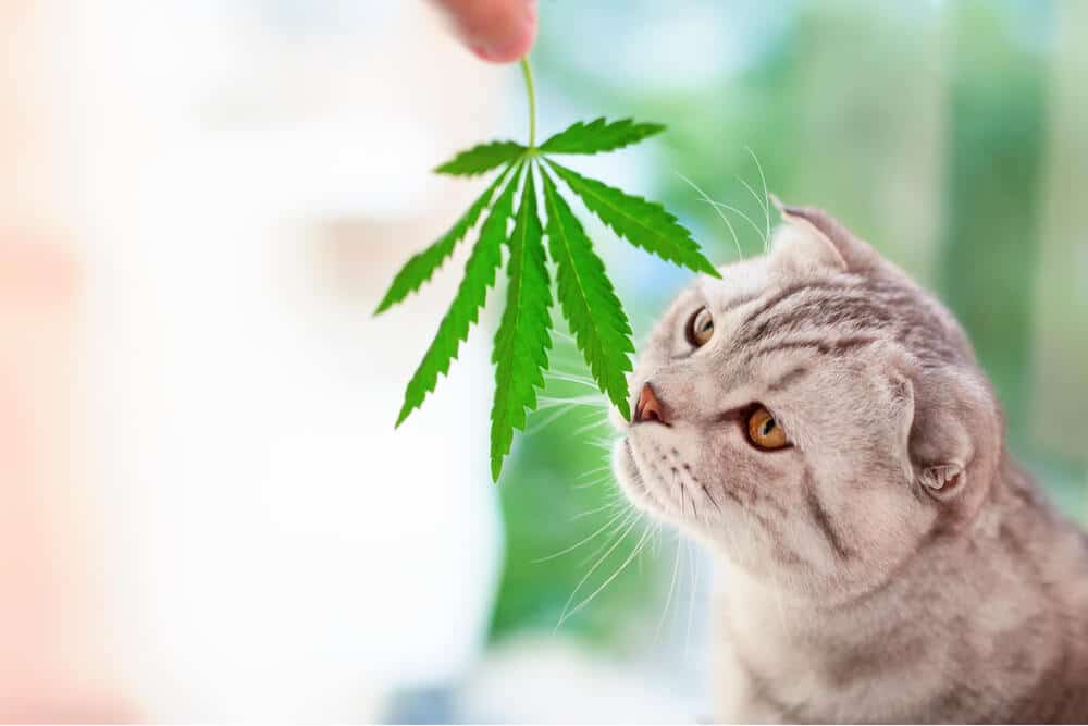 CBD oil for cats cat sniffing cannabis leaf
