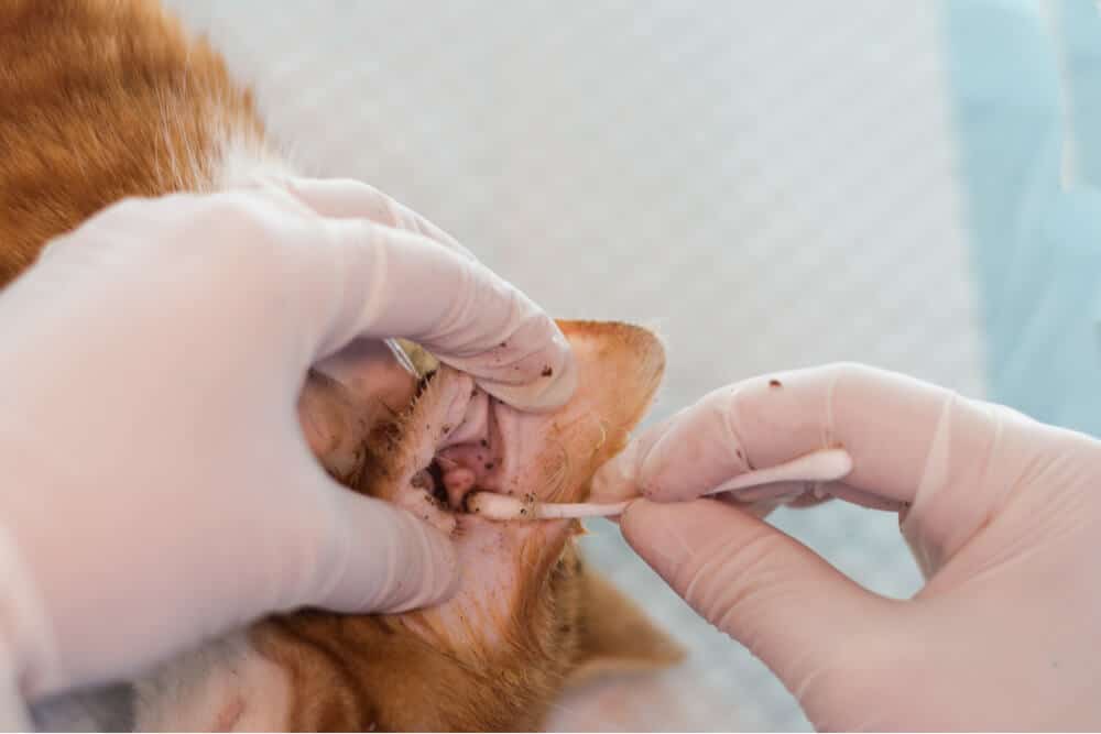 Ear Mites In Cats We Re All About Cats,What Is A Compote Dish Used For