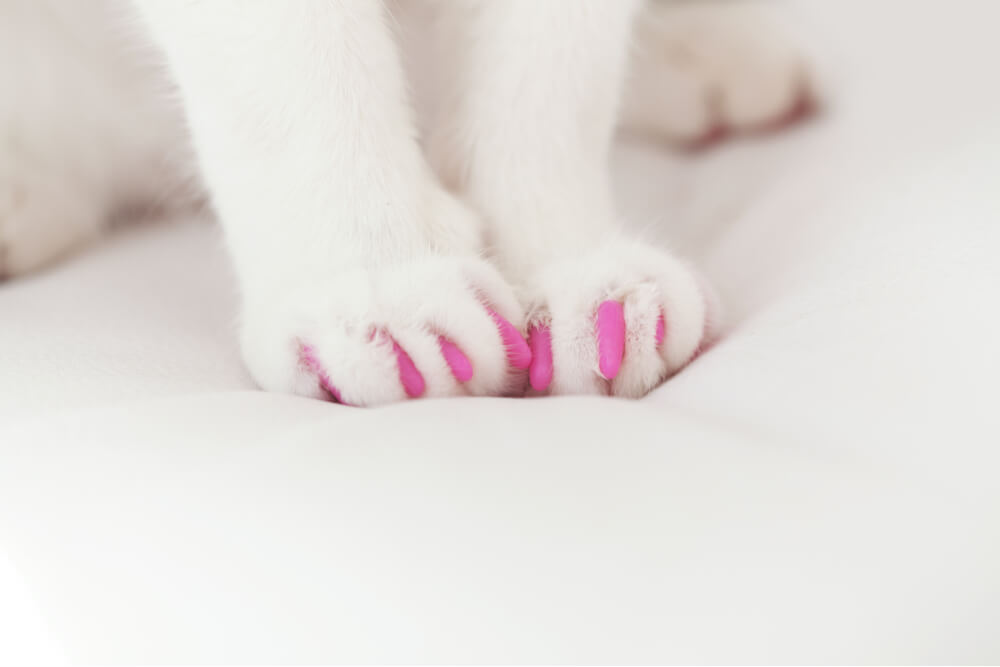 White cat paws with pink claw caps lternative to declawing cats