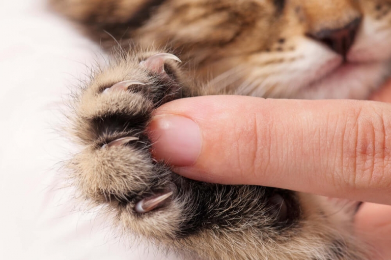 Declawing Cats What You Need to Know All About Cats