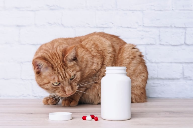Signs of Poisoning in Cats Causes, Symptoms, and Treatment We're All