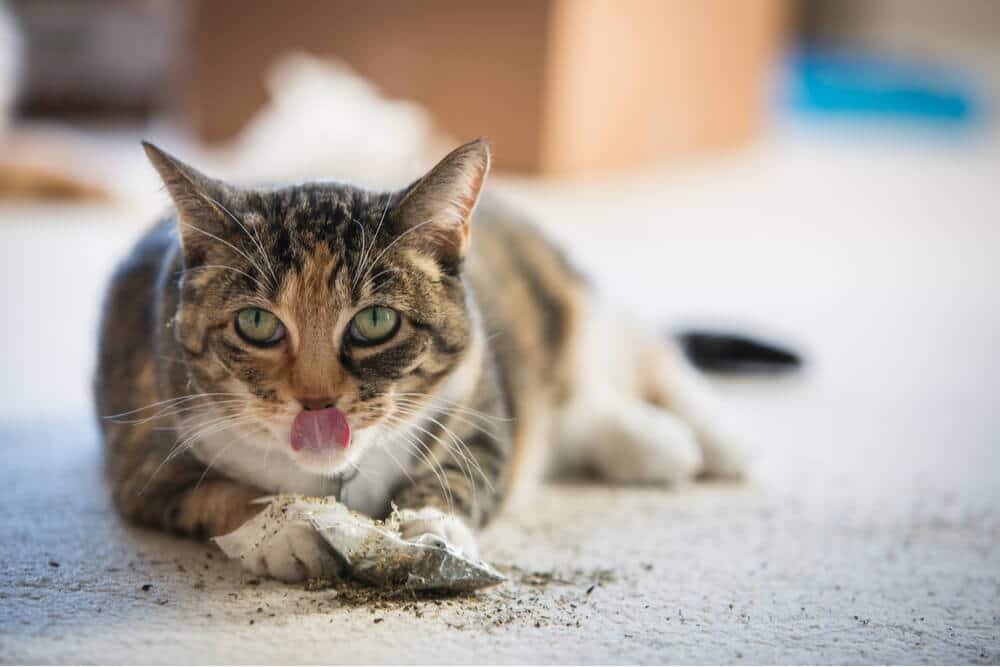 Calico cat playing with catnip