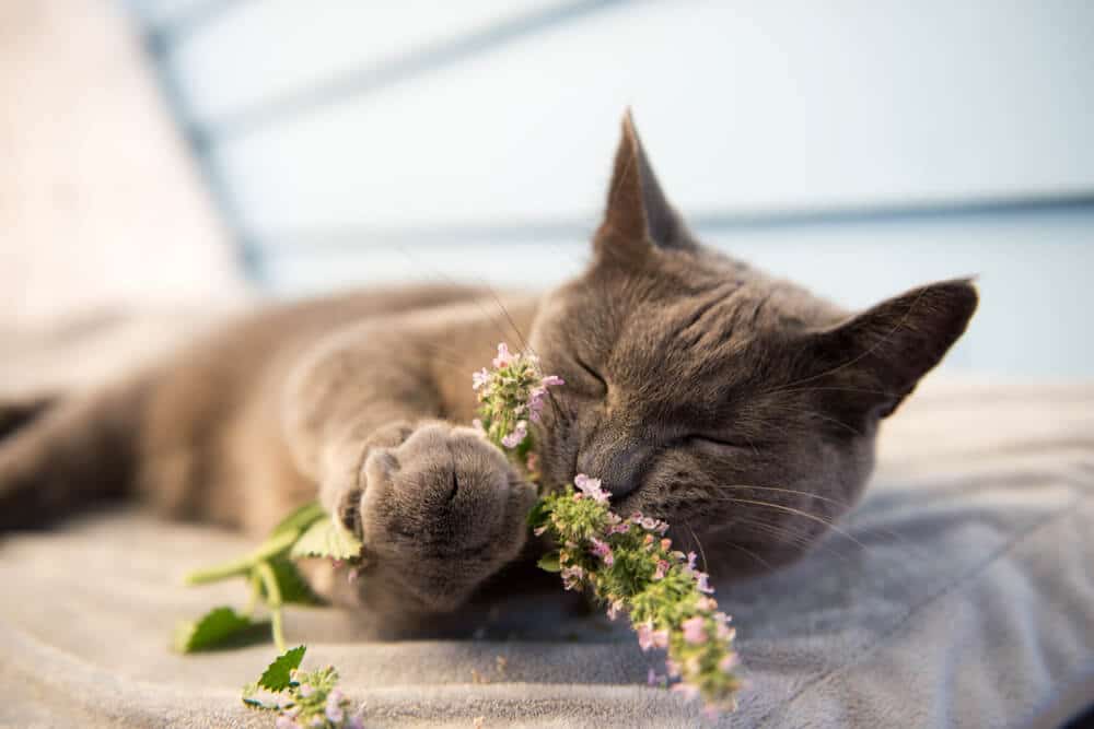 Chat gris tenant l'herbe à chat