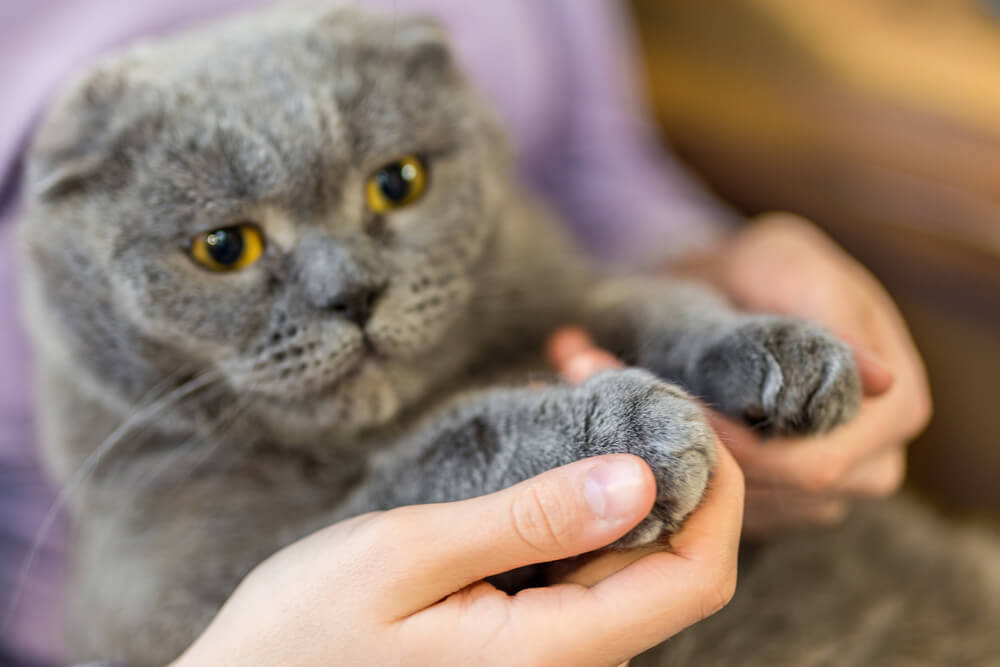 Grey Scottish Fold Cat with Paws in Foreground