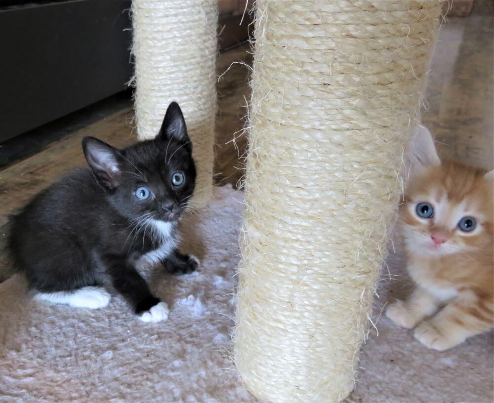 black and white kitten with orange kitten at scratching post