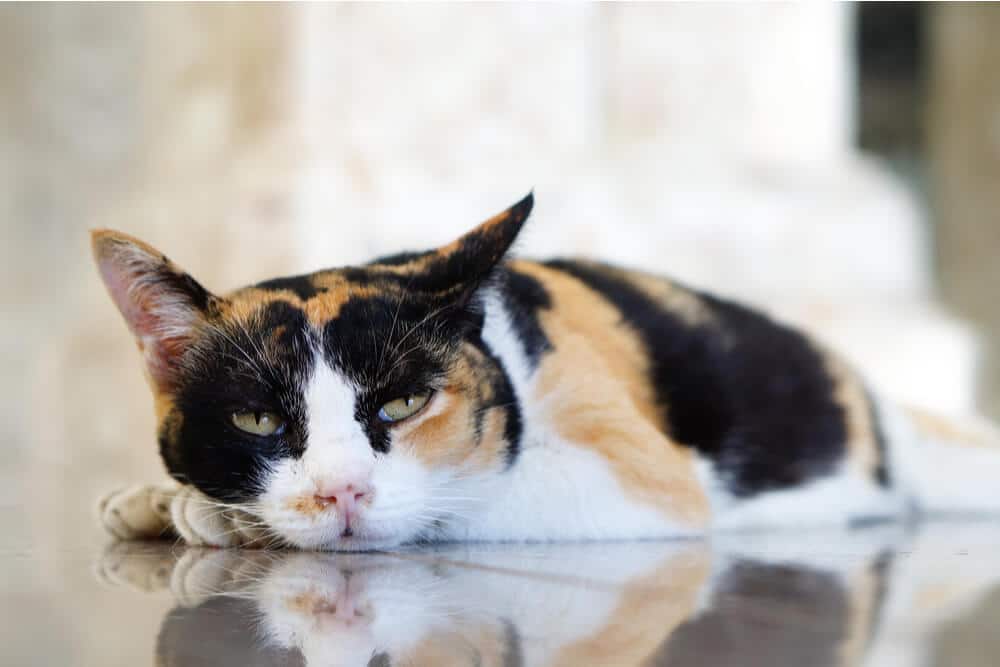 Gato letárgico tirado en el suelo SIDA felino