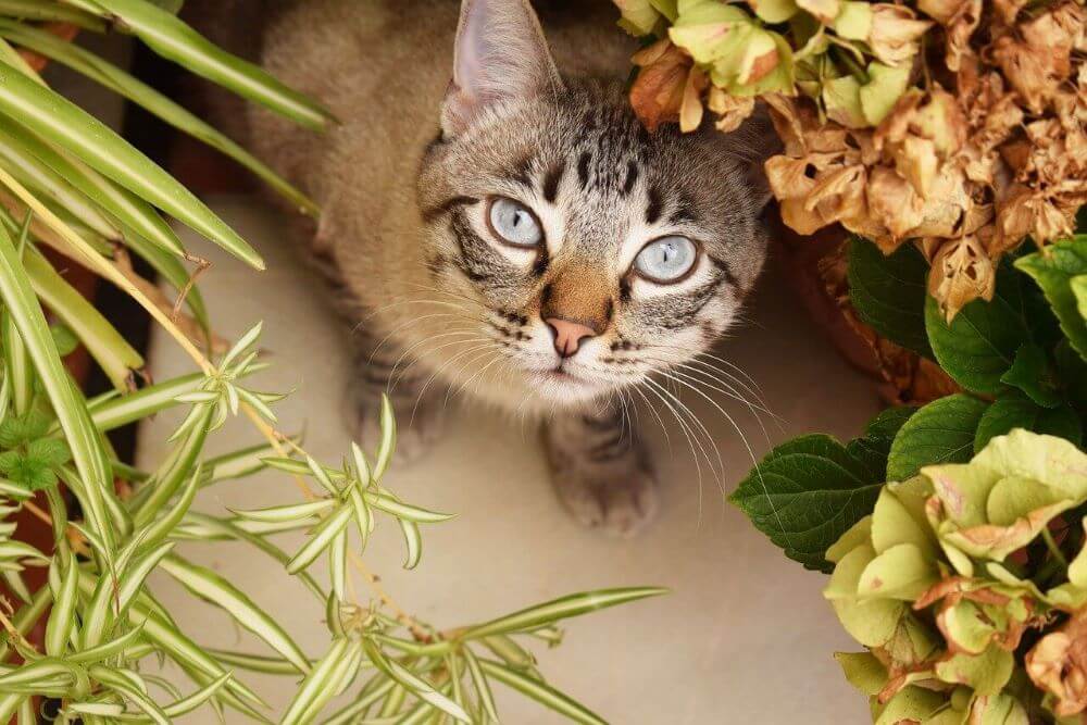 Plants Poisonous to Cats Toxic Plants to Avoid We're All About Cats