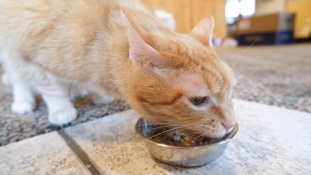 Cat eating Cat Person cat food from a bowl