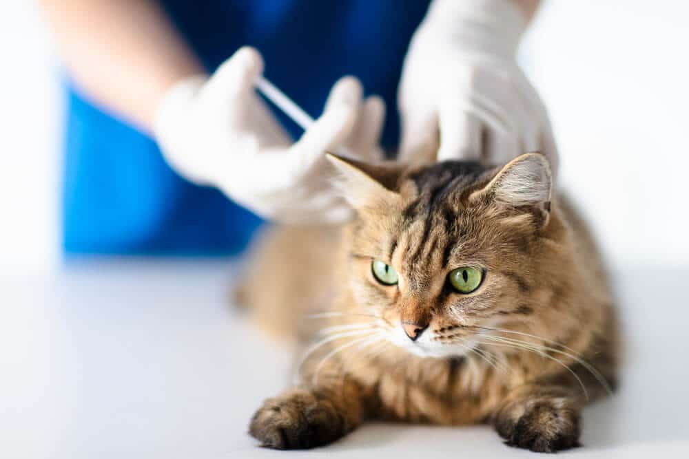 Cerenia For Cats How It Works, Side Effects, And More All About Cats