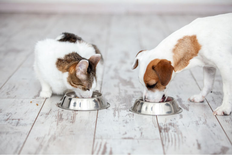 Can Cats Eat Dog Food? A Vet's Perspective