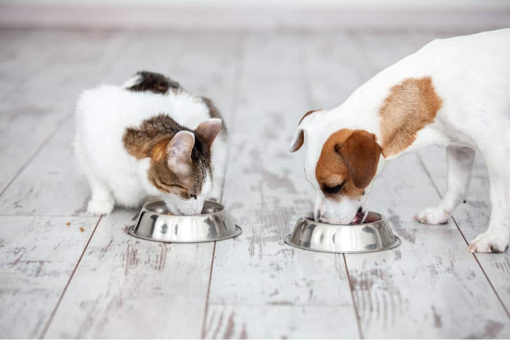 ¿Pueden los gatos comer alimento para perros?