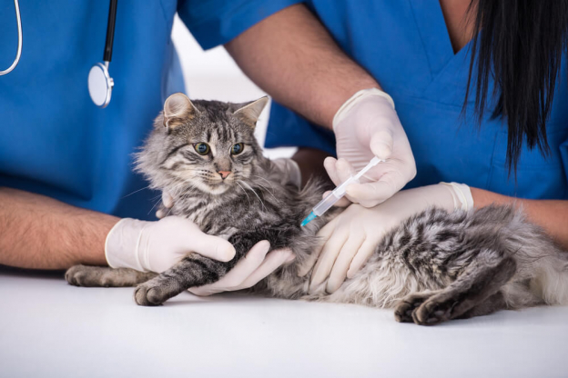 Rabies Vaccine For Cats (Cost & Side Effects) All About Cats