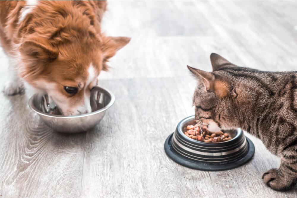 Can Cats Eat Dog Food? (A Vet's Perspective) All About Cats