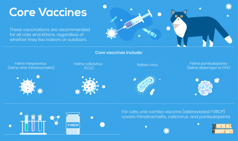 Cat Vaccinations What You Need to Know We're All About Cats