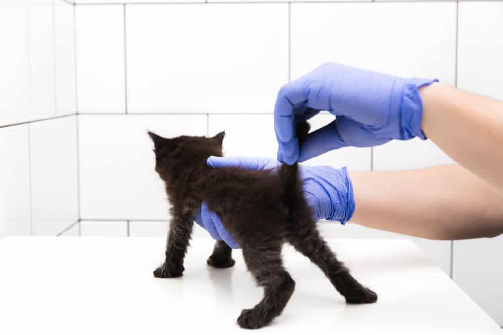 Veterinarian sexing kitten
