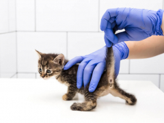 Veterinarian lifting kitten's tail to determine sex
