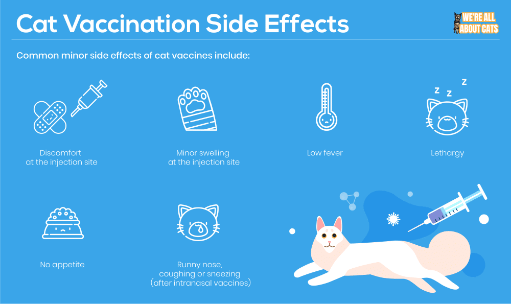 Side Effects of Cat Vaccinations