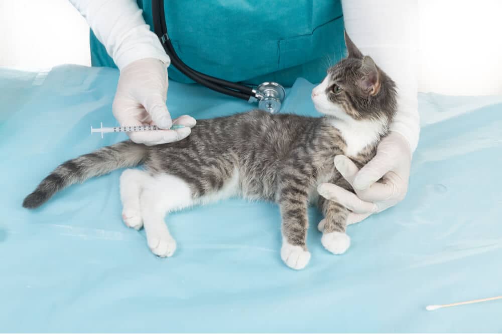 Kitten being vaccinated