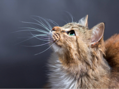 whisker fatigue article featured image