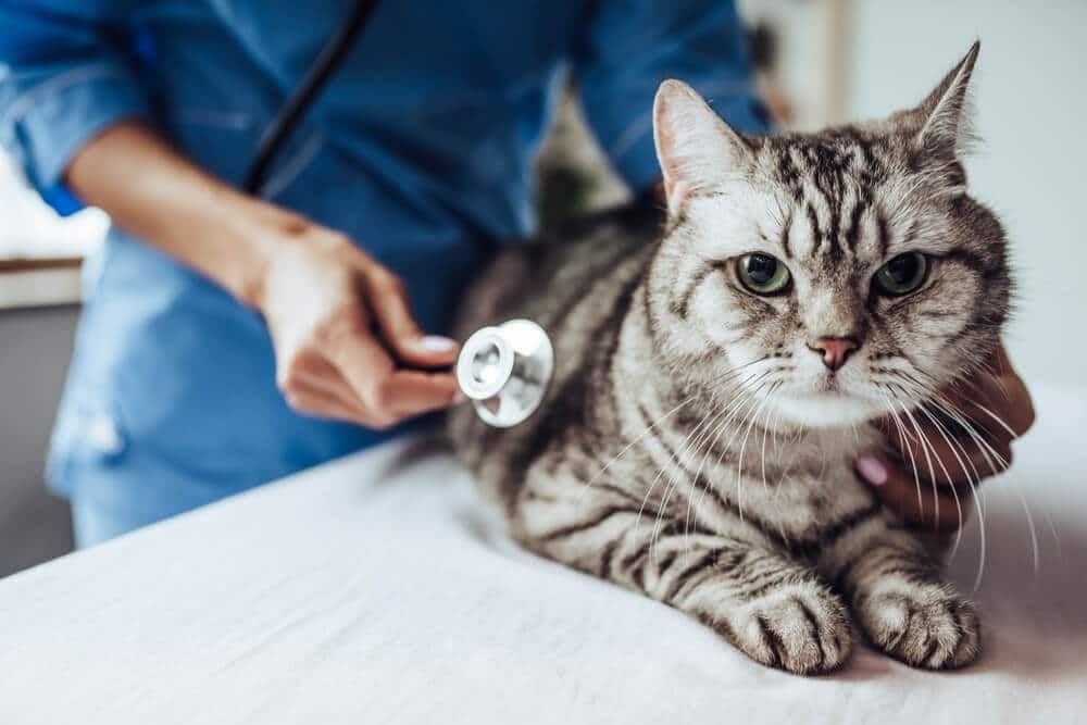 Feline Infectious Peritonitis Causes, Symptoms, & Treatment We're
